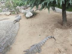 -石家庄市动物园