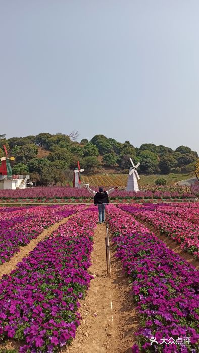 松山湖南湖湾露营营地图片