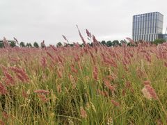 -映月湖中央公园