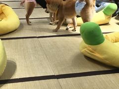 -逗柴咖啡屋·狗咖猫咖宠物桌游