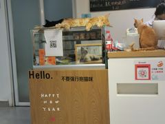 -Heymao猫咖.咖啡厅(东门店)