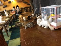 -猫猫幼稚园·撸猫·桌游·电玩