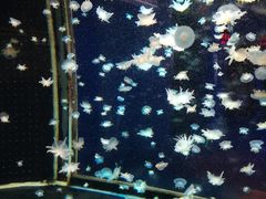 -太平洋海底世界