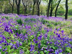 -上海共青森林公园