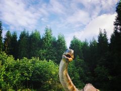 -武陵山森林公园