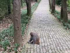 -苏州上方山国家森林公园