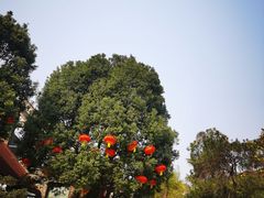 -铁山坪森林公园