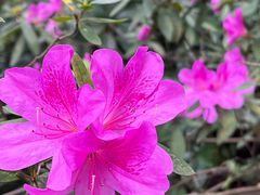 -深圳国际园林花卉博览园