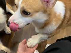 -柯斗斗主题餐厅·狗咖·围炉煮茶·茶饮(国瑞升平里店)