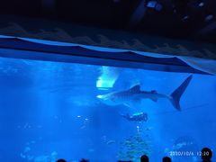 -烟台海昌鲸鲨海洋公园