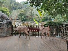 -野象谷景区