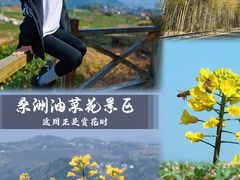 -桑洲油菜花景区