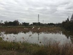 -上海长兴岛郊野公园