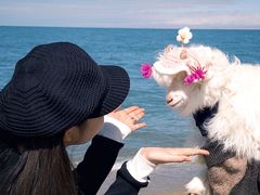 -青海湖国家重点风景名胜区