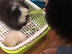 -藦茜花园宠物主题亲子互动体验馆(国顺东路店)