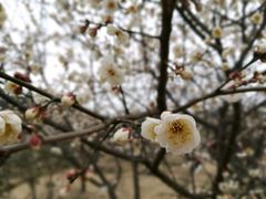 -香雪海