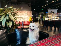 -百好乐宠物友好餐厅(朝外大街店)