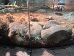 -Zoolung Zoolung动物主题公园(海信广场店)