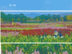 -天适樱花悠乐园