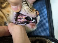 -瑞鹏宠物医院·骨科·猫科·内科(第一中心)