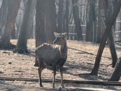 -秦皇岛野生动物园
