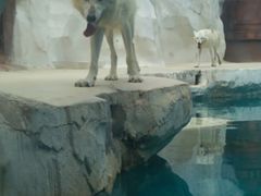 -秦皇岛乐岛海洋王国