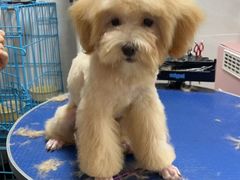 -乐琪宠物医院·犬猫专科·骨外科·急重症