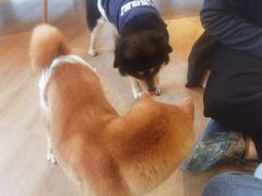 -南京Hallo宠物乐园·哈罗犬舍·柴犬繁育基地