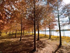 -上海海湾国家森林公园