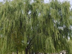 -阿尔丁植物园