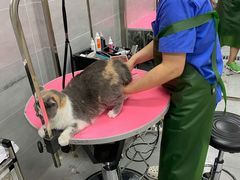 -宠福鑫康馨动物医院·骨科·眼科
