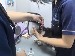 -宠物星动物医院·眼科·异宠·猫科(江南大道总院)