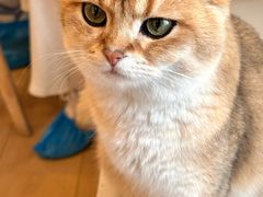 -Let's go狗咖·猫咖·奶狗·桌游(春熙路IFS店)