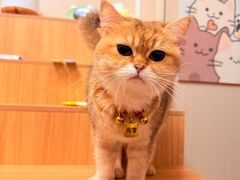 -唐小姐の私宠·宠物洗护美容·撸猫馆·购宠(周浦万达旗舰店)