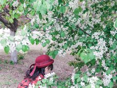 -长白岛森林公园