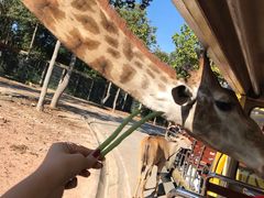 -清迈夜间动物园