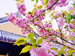 -龙华寺