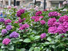 -常州古运河南大街文化旅游区-人民公园