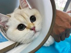 -芭比堂动物医院·CT·微创中心(新顺分院)