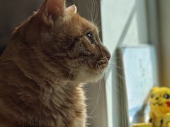 -天使宠物医院·犬猫分诊(彩虹店)