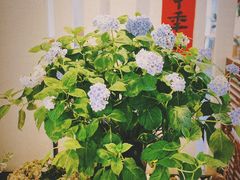 -苏湘杭(普罗旺世店)