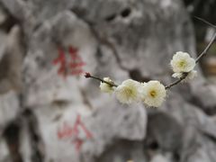 -南京古林公园