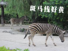 -上海野生动物园