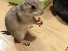 -藦茜花园宠物主题亲子互动体验馆(国顺东路店)