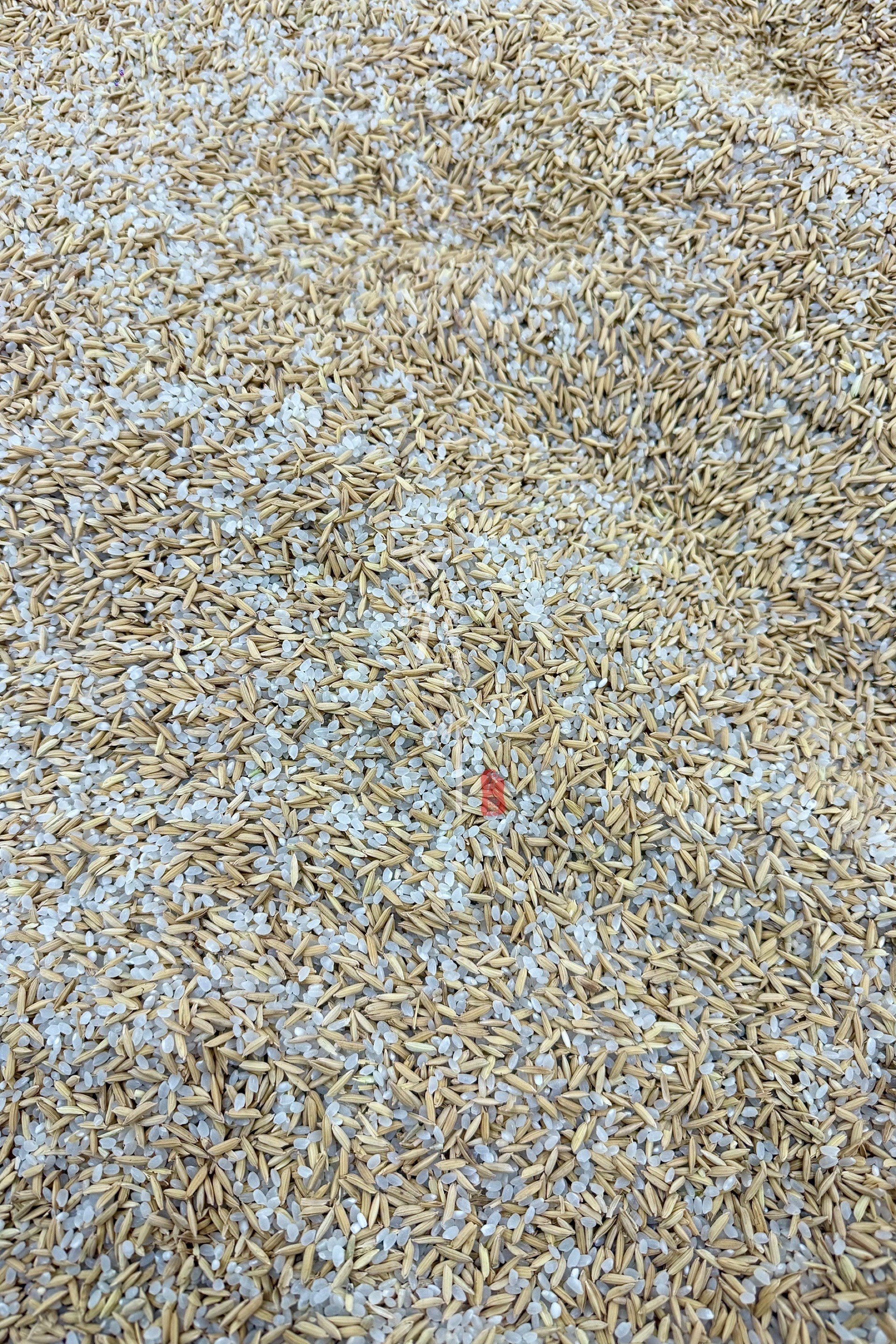 北京|来大米艺术展淘个金子