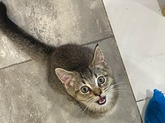 -楼上猫咖(罗湖店)