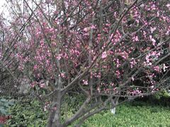 -铁山坪森林公园