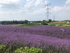 -紫颐香薰山谷景区