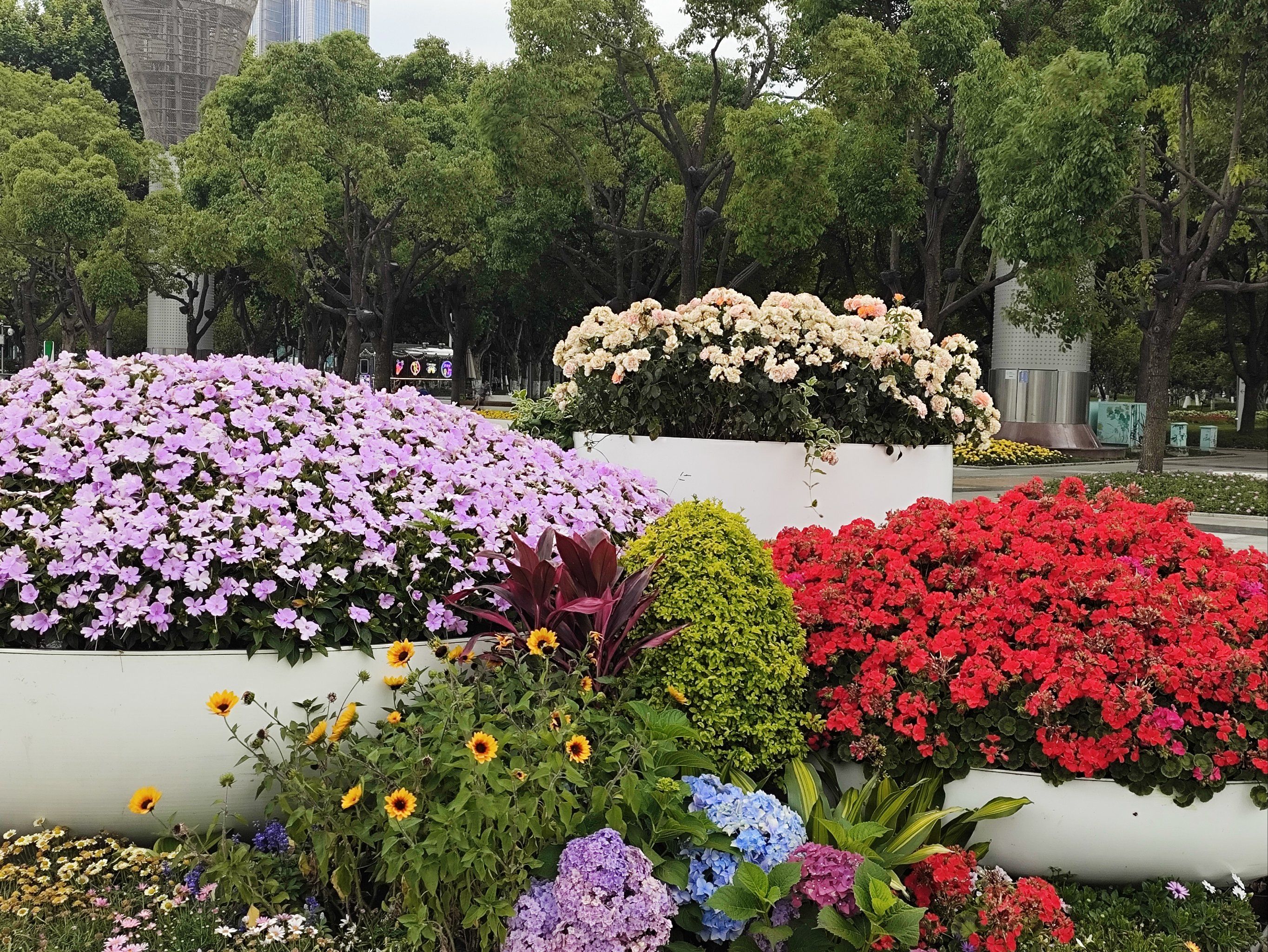 太湖广场的鲜花光彩夺目