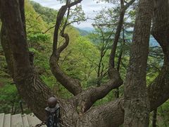 -王顺山国家森林公园